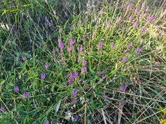 Cullen microcephalum