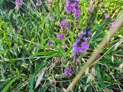 Cullen microcephalum