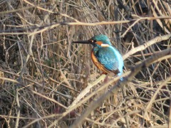 Alcedo atthis bengalensis