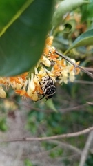 Euryomia argentea