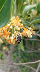 Euryomia argentea