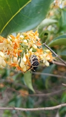Euryomia argentea