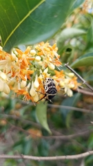 Euryomia argentea