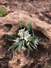 Ornithogalum lanceolatum