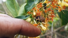 Euryomia argentea