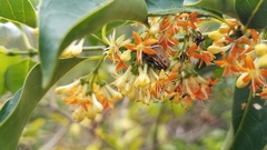 Euryomia argentea