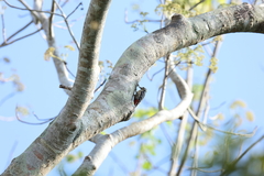 Dendrocopos analis
