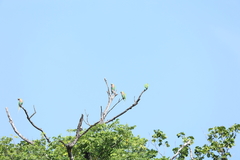 Psittacula alexandri abbotti