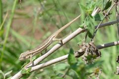 Trioceros bitaeniatus