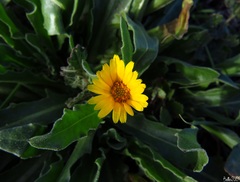 Calendula arvensis