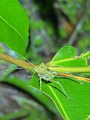 Phricta aberrans