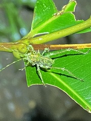 Phricta aberrans
