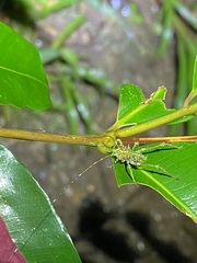 Phricta aberrans