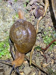 Rhytididae