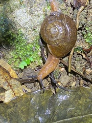 Rhytididae
