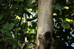 Phelsuma andamanensis