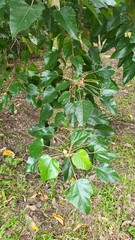 Aleurites moluccanus