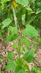 Cynanchum tunicatum