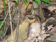 Copeoglossum nigropunctatum