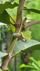Ideopsis vulgaris