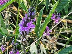 Cullen microcephalum