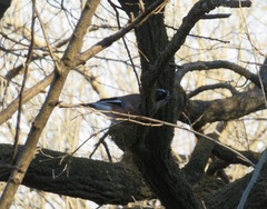 Garrulus glandarius japonicus