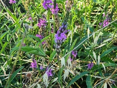 Cullen microcephalum