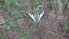 Protographium leosthenes