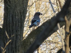 Garrulus glandarius japonicus