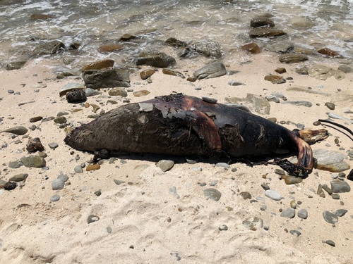 Lobo marino del Cabo (Arctocephalus pusillus)