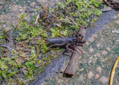 Thelyphonellus amazonicus