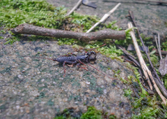 Thelyphonellus amazonicus