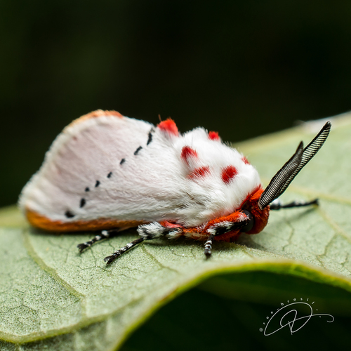 Trosia misda Dyar, 1910