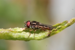 Platycheirus chalconota