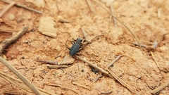 Cicindelina