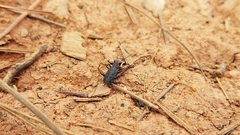 Cicindelina