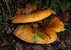 Austropaxillus
