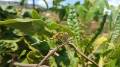Orthetrum icteromelas