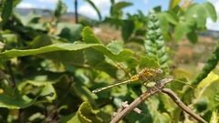 Orthetrum icteromelas