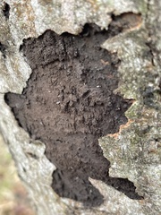 Cryptostroma corticale