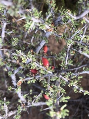 Condalia ericoides