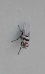 Anthomyia vicarians
