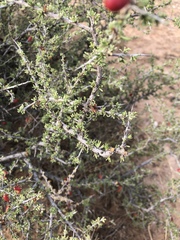Condalia ericoides