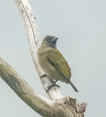 Stactolaema olivacea
