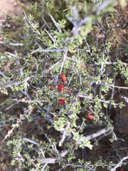Condalia ericoides