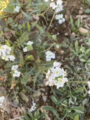 Diplotaxis erucoides