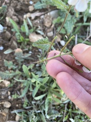 Diplotaxis erucoides