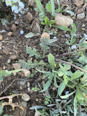 Diplotaxis erucoides