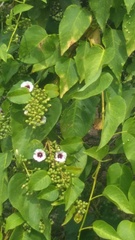 Ipomoea amnicola