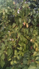 Ipomoea amnicola
